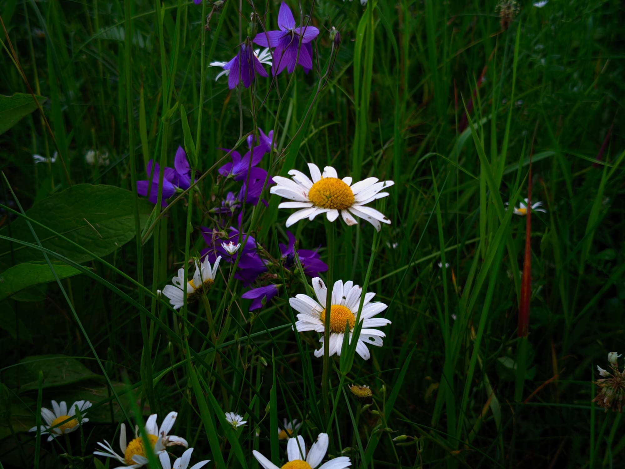 Odi, puķes, mīlestība.