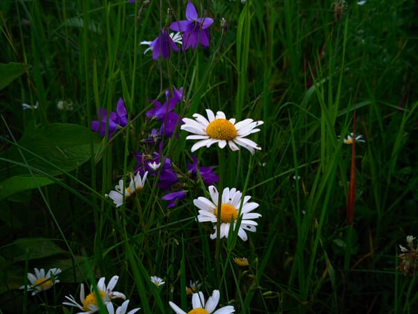 Odi, puķes, mīlestība.